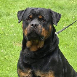 Enoch - Rottweiler