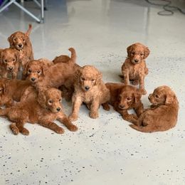 Goldendoodle Puppies from Poppy's Puppies