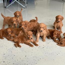 Goldendoodle Puppies from Poppy's Puppies