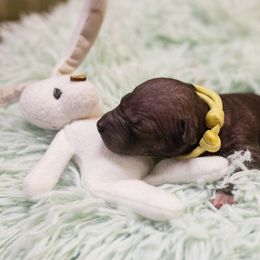 American Hairless Terrier and Anatolian Shepherd Dog Puppies from Wilsong AHT