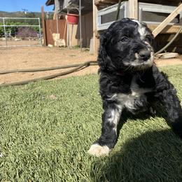 Anatolian Shepherd Dog, Aussiedoodle, and Scottish Terrier Puppies from Lee Valley Scotties