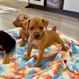 Video Rio - Red male Miniature Pinscher puppy in Eatonton, Georgia from TNT Puppies