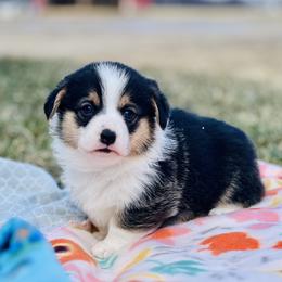 Australian Shepherd, Lagotto Romagnolo, and Pembroke Welsh Corgi Puppies from SS Australian Shepherds