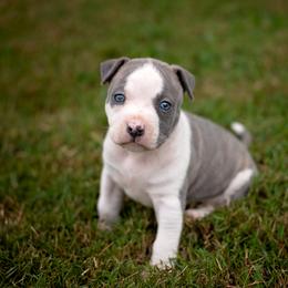 American Staffordshire Terrier Puppies from Ynez Amstaffs