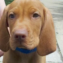 Vizslas from Meghan Tallman