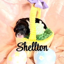 Shellton - male Golden Mountain Doodle puppy in Victoria, Texas from Deidre's Golden Mountain Doodles