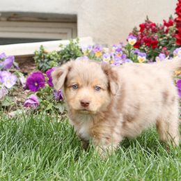 Aussiedoodles and Miniature Australian Shepherds from Go West Mini Aussies