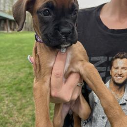 Boxer Puppies from Reynolds Homestead Boxers