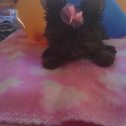 Chihuahua, Pomeranian, and Yorkshire Terrier Puppies from Pampered Pups Kennel