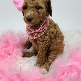 Bernedoodle and Goldendoodle Puppies from Cottrell’s Poodles & Doodles