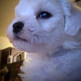 Silver-gray male - White male Bichon Frise puppy in Apple River, Illinois from Barb's Bichons Bichonfrise.ws