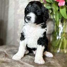 Bernedoodle Puppies from Hudson Shore Bernedoodles