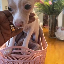 Chihuahua Puppies from Pittsburgh Paw Prints