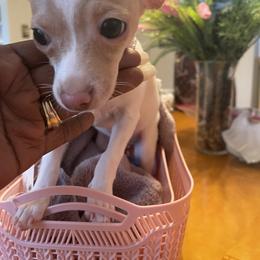 Chihuahua Puppies from Pittsburgh Paw Prints