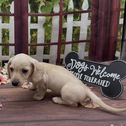 Cream Smooth Male - Cream male Dachshund puppy in Killeen, Texas from Southern Dachshunds