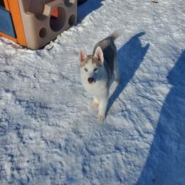 Bumble - Siberian Husky