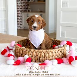 CONFETTI - Red  male Goldendoodle puppy in Bell Buckle, Tennessee from Precious Puptown Doodles