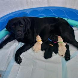 Abigail Miriam - Labrador Retriever