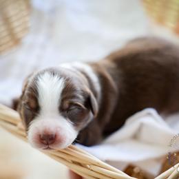 Cocoa - Red tri female Miniature Australian Shepherd puppy in Hearne, Texas from Wigglebutts Unlimited