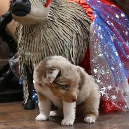 Cagney - Red merle female Australian Shepherd puppy in Wichita Falls, Texas from Spotted Mule Aussies
