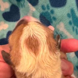 Female - Red female Pembroke Welsh Corgi puppy in Tenino, Washington from LoneStar Corgis NW