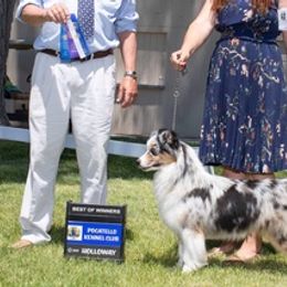 Miniature American Shepherds from Candoo Minis