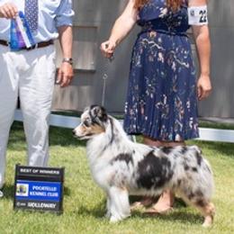 Miniature American Shepherds from Candoo Minis
