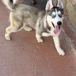 Pomeranian and Siberian Husky Puppies from Oasis Kennels