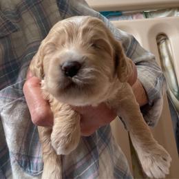 Carmela - Buff female Cockapoo puppy in Sewell, New Jersey from Della Luna Cocker Spaniels and Cockapoo Puppies