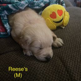 Reese’s - Light golden Golden Retriever puppy in Kalamazoo, Michigan from Wildside Acres