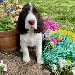 English Springer Spaniel Puppies from Sei