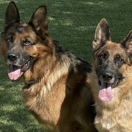 German Shepherds from Zwinger vom Roten Wald