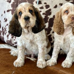 English Springer Spaniel Puppies from Willow Creek Farms