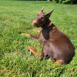 Doberman Pinscher Puppies from JM Dobermans