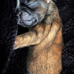 Shih Tzu Puppies from Sun Shih Tzu