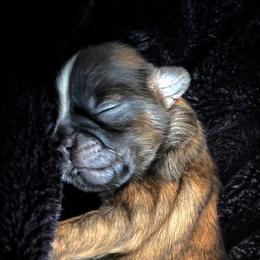 Shih Tzu Puppies from Sun Shih Tzu