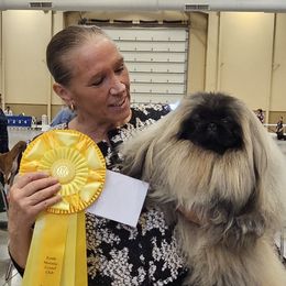 Xing - Pekingese