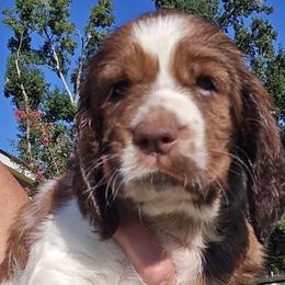 Georgia - Liver white and tan female English Springer Spaniel puppy in Hephzibah, Georgia from Sidel's Springers