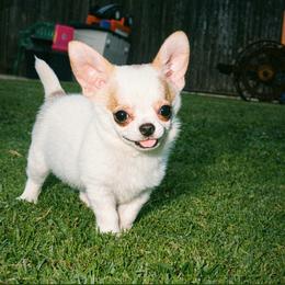 Law (Was Reign) - Black sabled fawn male Chihuahua puppy in New Castle, Delaware from Sasha’s Elite Kennel LLC
