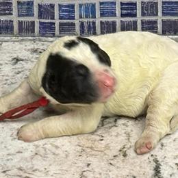 Socks - Black and white male Sheepadoodle puppy in Chesapeake, Virginia from Doodle-Cove