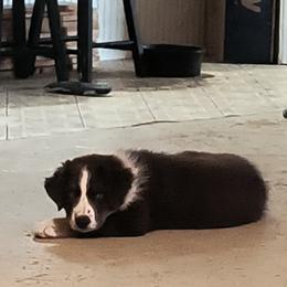 Australian Shepherd Puppies from Diane's Australian Shepherds