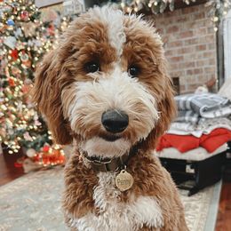 Australian Shepherds and Goldendoodles from Full House Farm