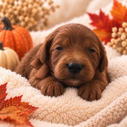 Brown Collar - Red male Irish Doodle puppy in Madison, Wisconsin from Morningside Doodles