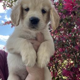 Red - Golden female Golden Retriever puppy in Jesup, Georgia from Painted Platinum Retrievers (Painted Platinum Kennel) PPK