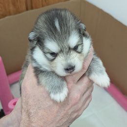 Pomsky Puppies from waxhaw pomskys
