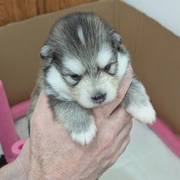 Pomsky Puppies from waxhaw pomskys