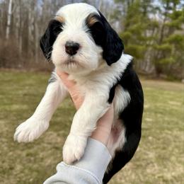 Fionn - Genetic Testing - Tri-color male Bernedoodle puppy in Midland, Michigan from Northern Charm Farm