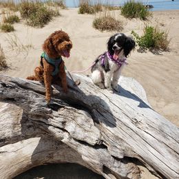 Poodle All Grown Up from M & M Poodles