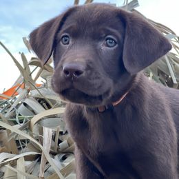 Labrador Retriever Puppies from Beaver Creek Kennels