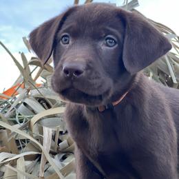 Labrador Retriever Puppies from Beaver Creek Kennels